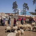 Issaguen moutons au marche du jeudi de la petite ville 