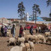 Issaguen moutons au marche du jeudi de la petite ville 