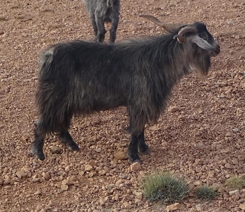 Bouc a tizi tsiwant wafala maroc