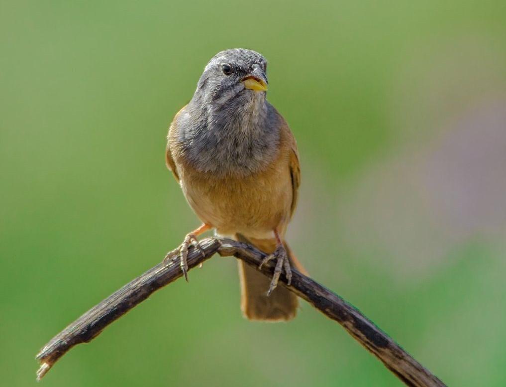 Bruant du sahara