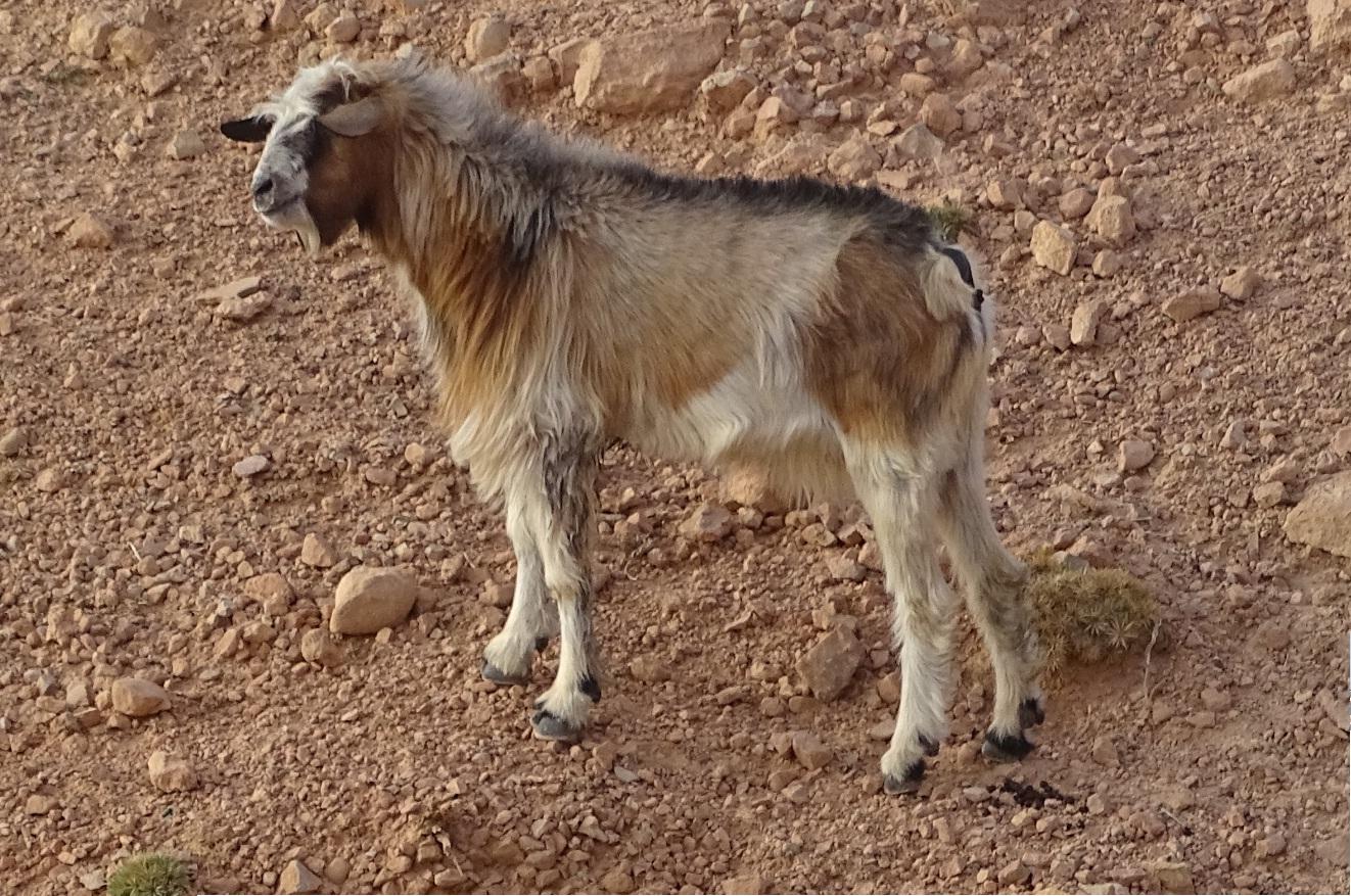 Dsc02828 bis bouc a tizi tsiwant wafala maroc