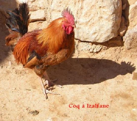 Dscn0715 coq izalfane