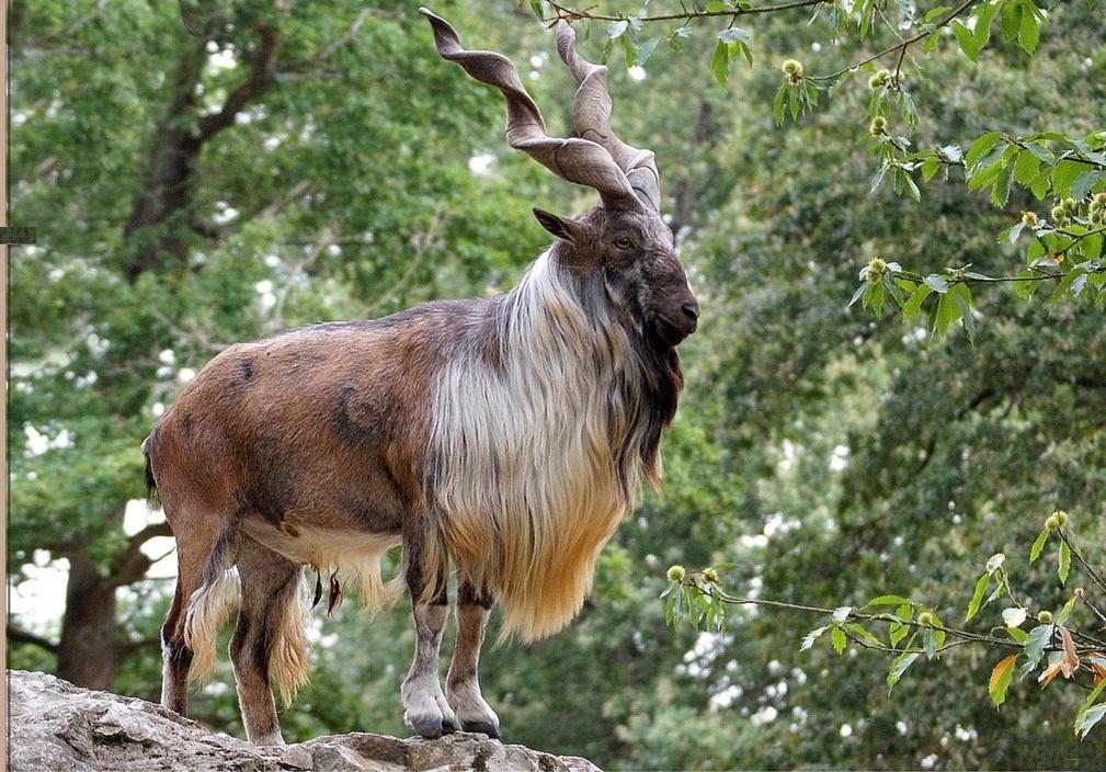 Markhor