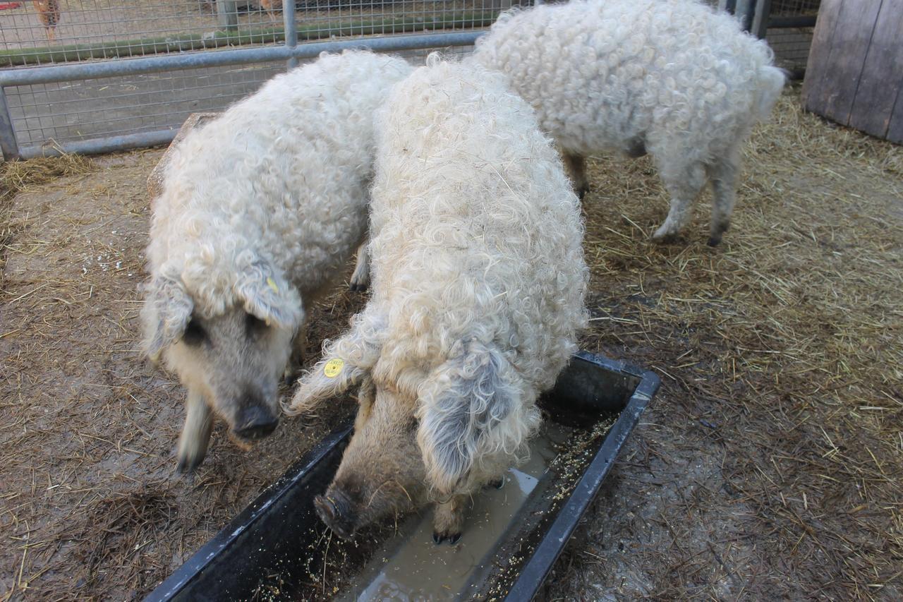 Porc laineux aussi mangalitsa ou mangalitza