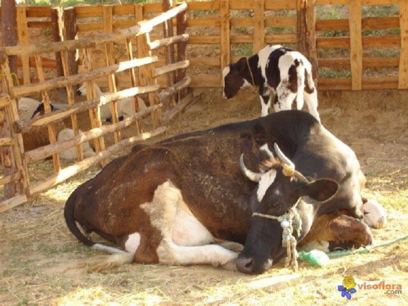 Vache noire pie meknes